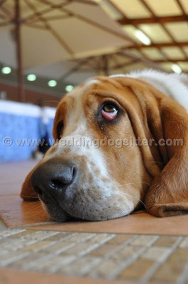 MATRIMONIO WEDDING DOG SITTER MONTEROTONDO