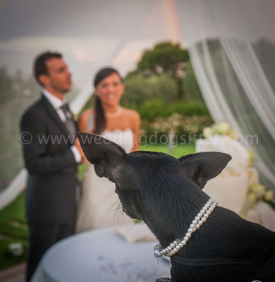 SPOSI AL TAGLIO DELLA TORTA CON CANE