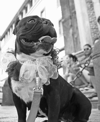 MATRIMONIO WEDDING DOG SITTER ROMA