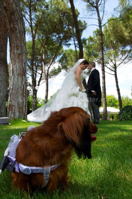 MATRIMONIO WEDDING DOG SITTER PERUGIA