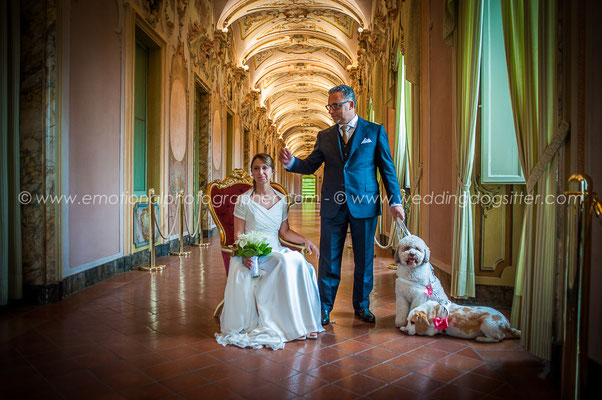 LAGOTTO AL MATRIMONIO BEAGLE AL MATRIMONIO