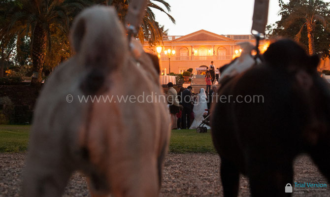 VILLA LA LIMONAIA WEDDING DOG SITTER PER GLI SPOSI CHE HANNO IL CANE