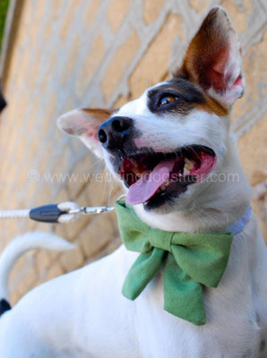 FIOCCO MATRIMONIO VERDE MELA CANE AL WEDDING TOR DE SORDI