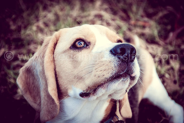 WEDDING DOG SITTER MATRIMONIO CON BEAGLE