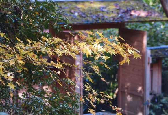 ＧＡＢＵＮ　　京都の紅葉