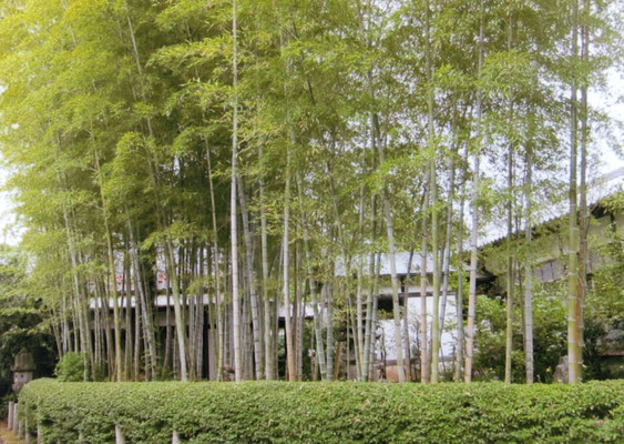 やまちゃん　　北山資福寺竹林