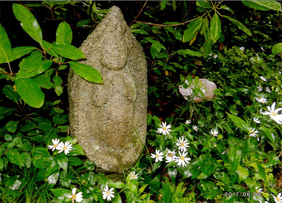 しおたろう　　野草園の散策路にて