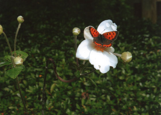 しおたろう　　蝶と秋明菊