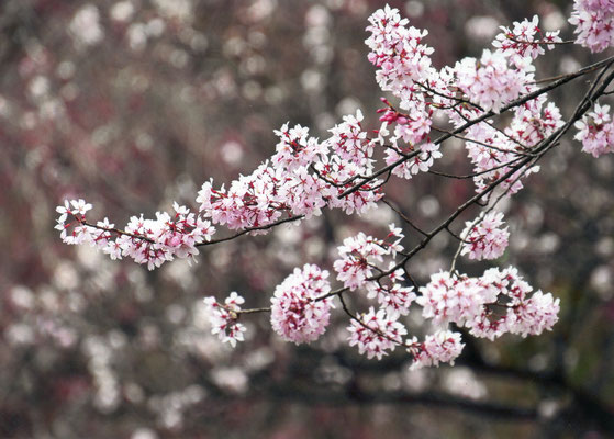 ＧＡＢＵＮ　　榴ヶ岡公園の桜