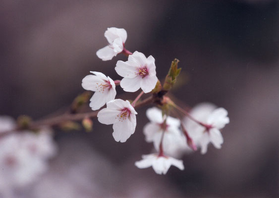 オーム　　「桜」