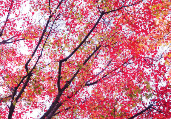 おちこぼれ　　暮秋の彩り