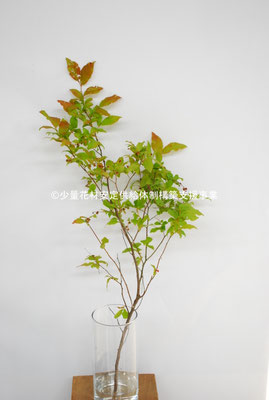 ナツハゼ 少量花材安定供給体制構築支援事業 ナツハゼ 少量花材安定供給体制構築支援事業