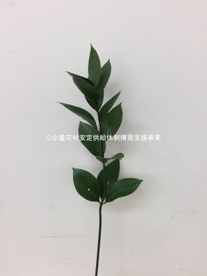 ルスカス 少量花材安定供給体制構築支援事業 ルスカス 少量花材安定供給体制構築支援事業