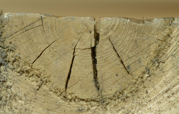 © Wolfgang Hämmerle