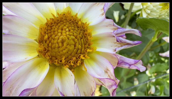 Blüten