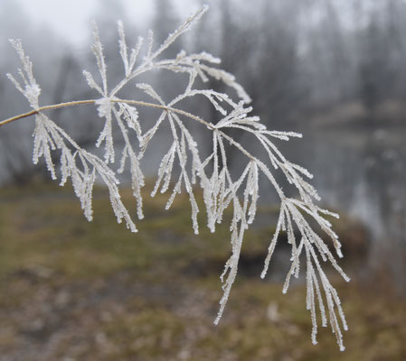 Kälte und Frost