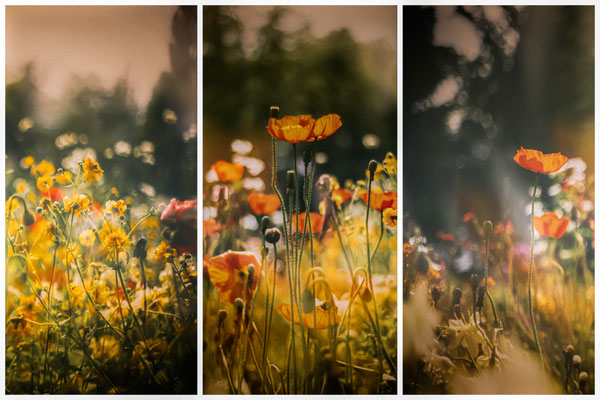 Blüten