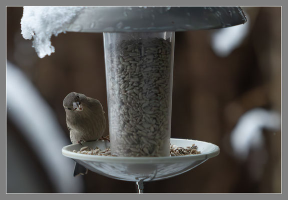 © Reinhard Büchele - Vogelfütterung