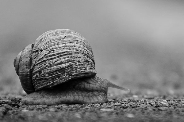 © Stefan Schilcher