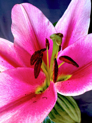 Blüten