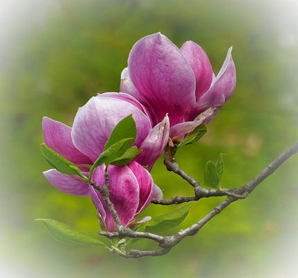 Blüten