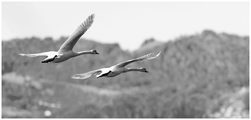 Schwan
