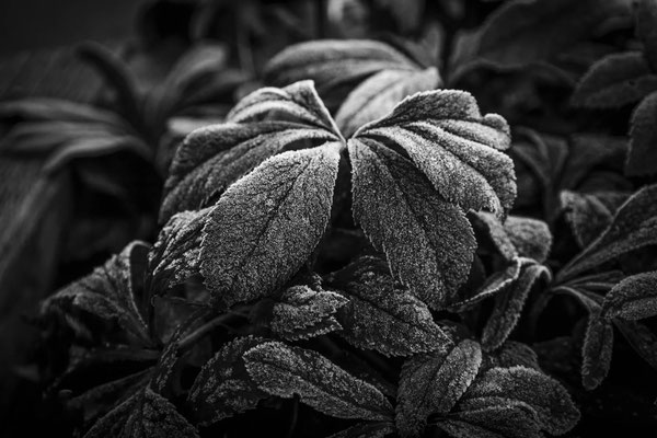 © Michaela Insam