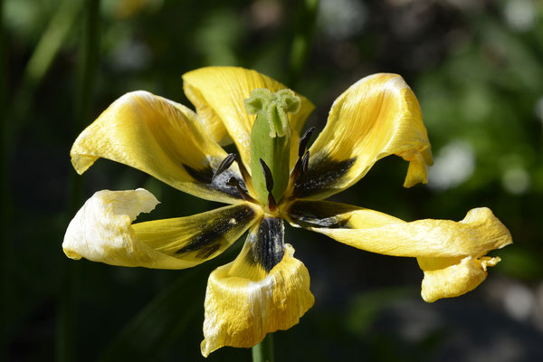 Blüten