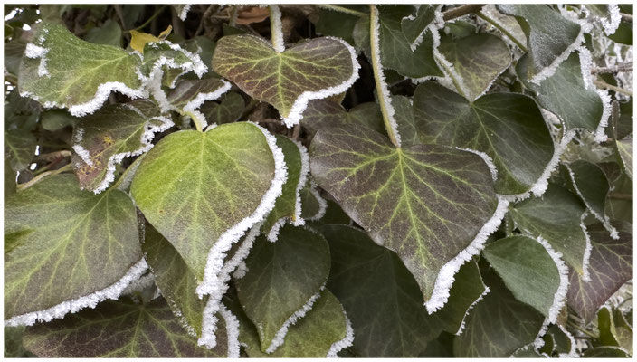 Kälte und Frost