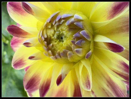 Blüten