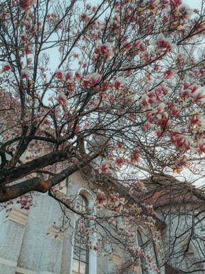 Blüten
