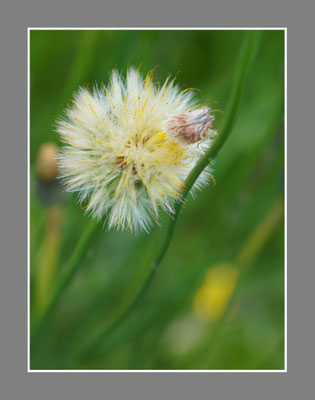 Blüten
