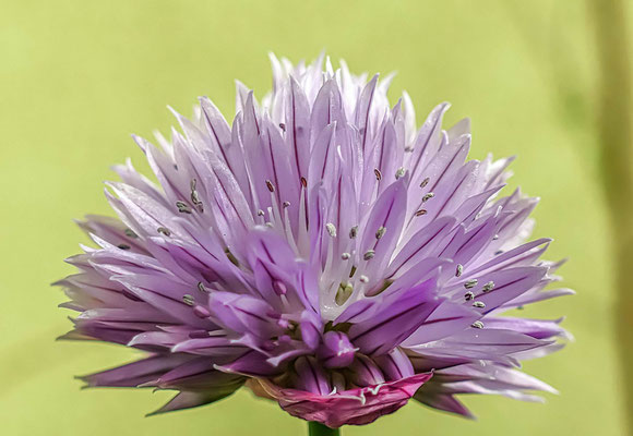 Blüten