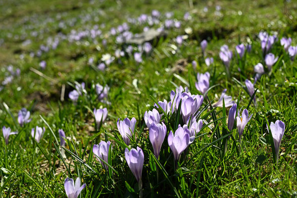 Blüten