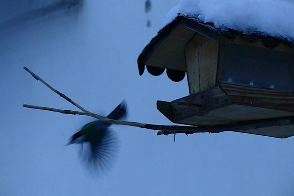 © Charlotte Geerken