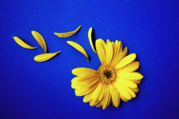 Blüten