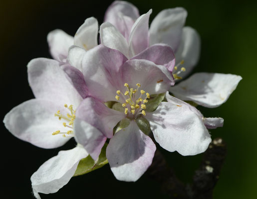 Blüten
