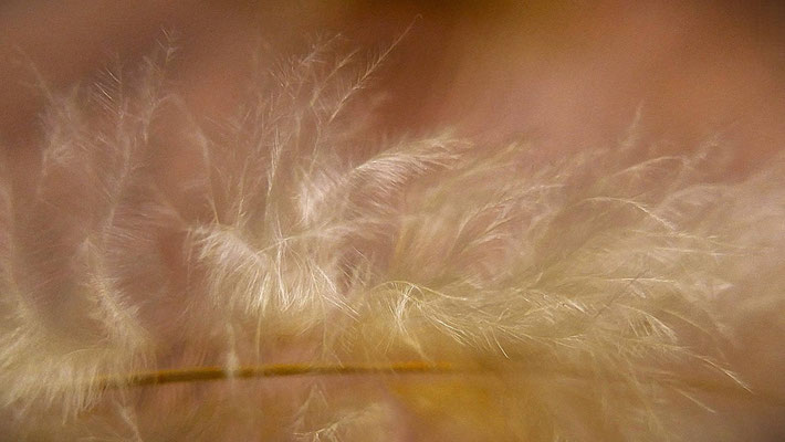 © Charlotte Geerken