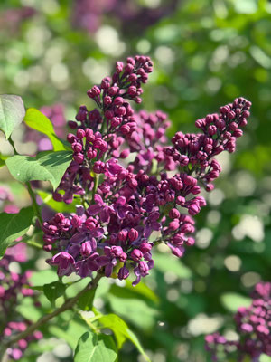 Blüten
