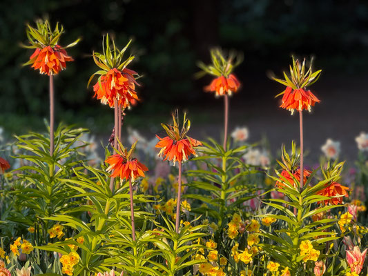 Blüten