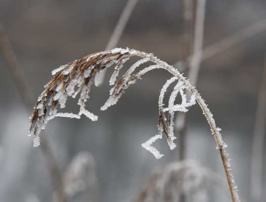 Kälte und Frost