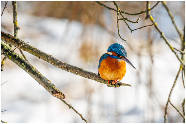 Eisvogel