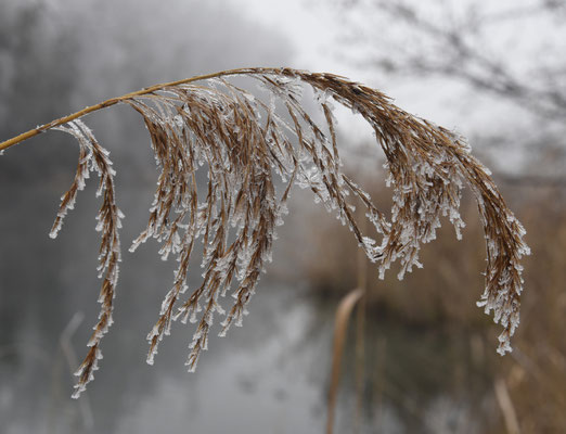 Kälte und Frost