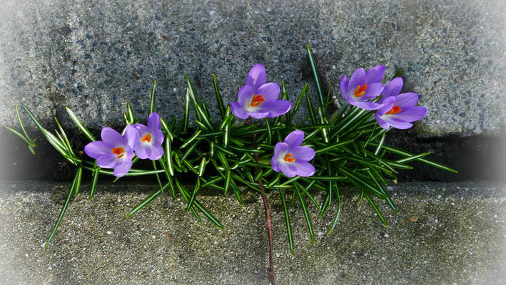 Blüten