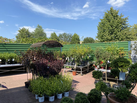 galerie fleur garten