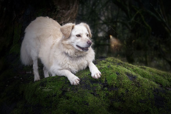 Selly und das Haus im Wald