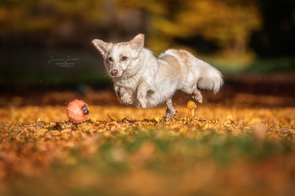 Fly, Sharity Shooting, Oktober 2017