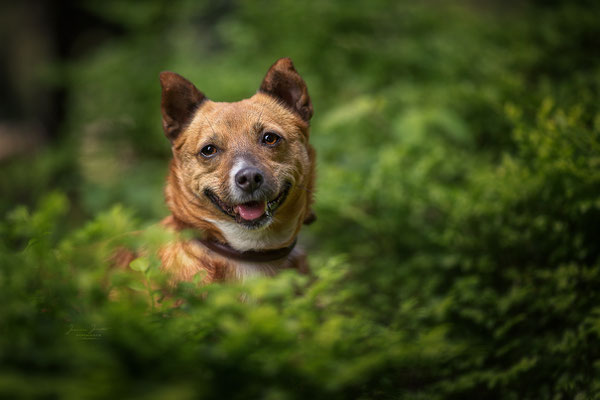 Gemma (früher Gremma) aus dem Tierheim Koblenz