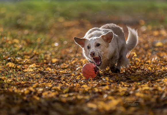 Fly, Sharity Shooting, Oktober 2017