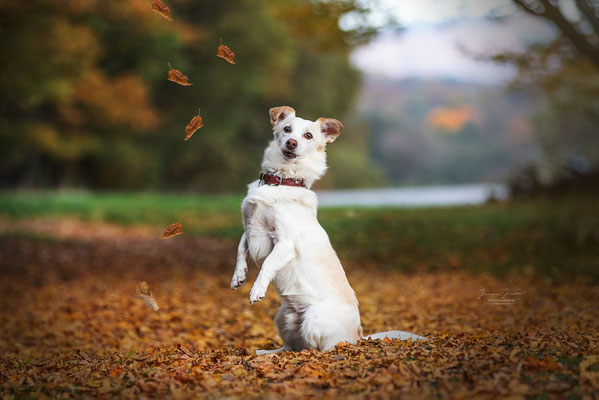 Fly, Sharity Shooting, Oktober 2017